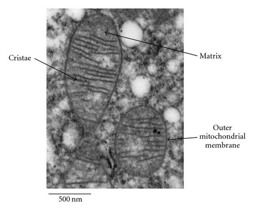 Details are in the caption following the image