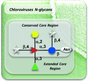 N-Linked Glycans of Chloroviruses Sharing a Core Architecture without Precedent