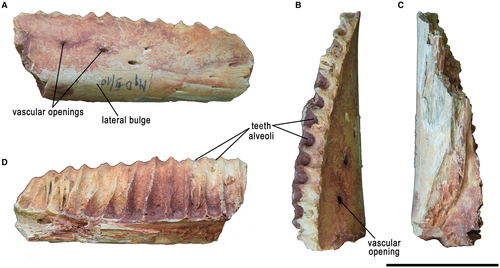 Details are in the caption following the image Details are in the caption following the image