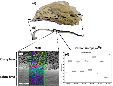 Selectively bred oysters can alter their biomineralization pathways, promoting resilience to environmental acidification