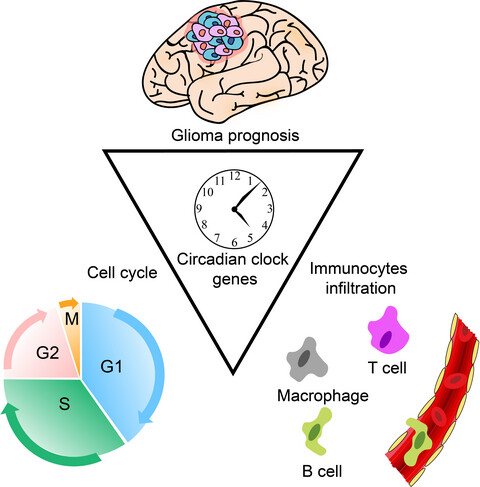 Circadian clock genes promote glioma progression by affecting tumour immune infiltration and tumour cell proliferation
