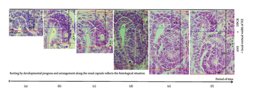 Details are in the caption following the image Details are in the caption following the image