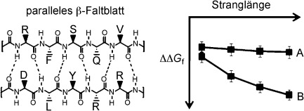 Impact of Strand Length on the Stability of Parallel-β-Sheet Secondary Structure
