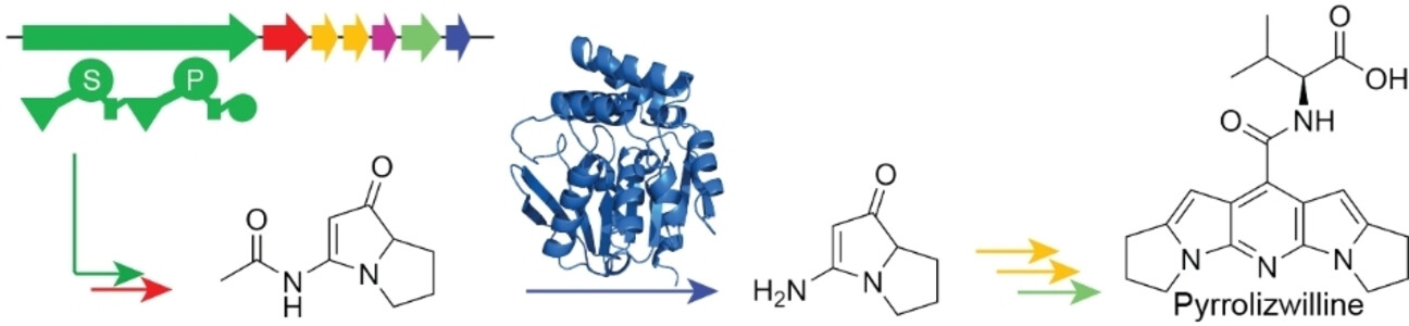 Pyrrolizwilline, a Unique Bacterial Alkaloid Assembled by a Nonribosomal Peptide Synthetase and non-Enzymatic Dimerization