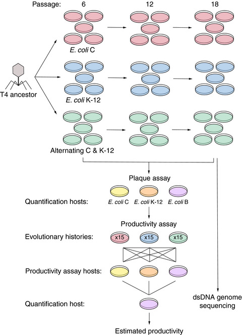 Experimental evolution for niche breadth in bacteriophage T4 highlights the importance of structural genes