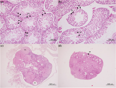 Induction of immunocontraceptive effects in both male and female mice immunized with GnRH vaccine