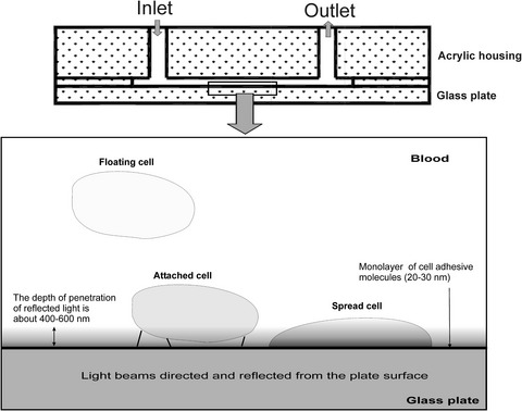 Kinetics of platelet adhesion to a fibrinogen-coated surface in whole blood under flow conditions