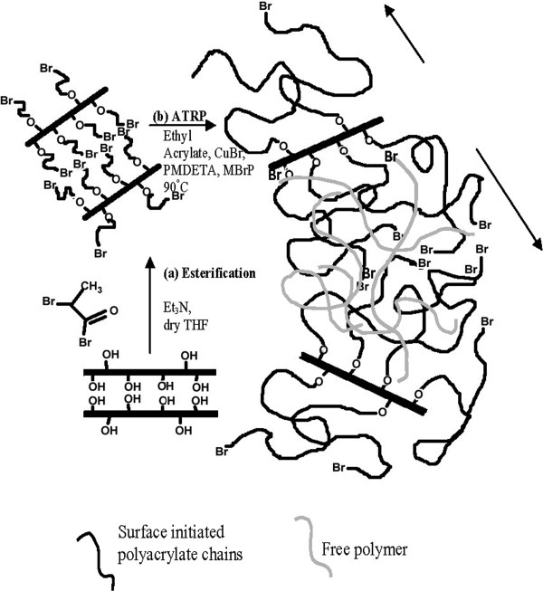 Tailor-made hybrid nanostructure of poly(ethyl acrylate)/clay by surface-initiated atom transfer radical polymerization