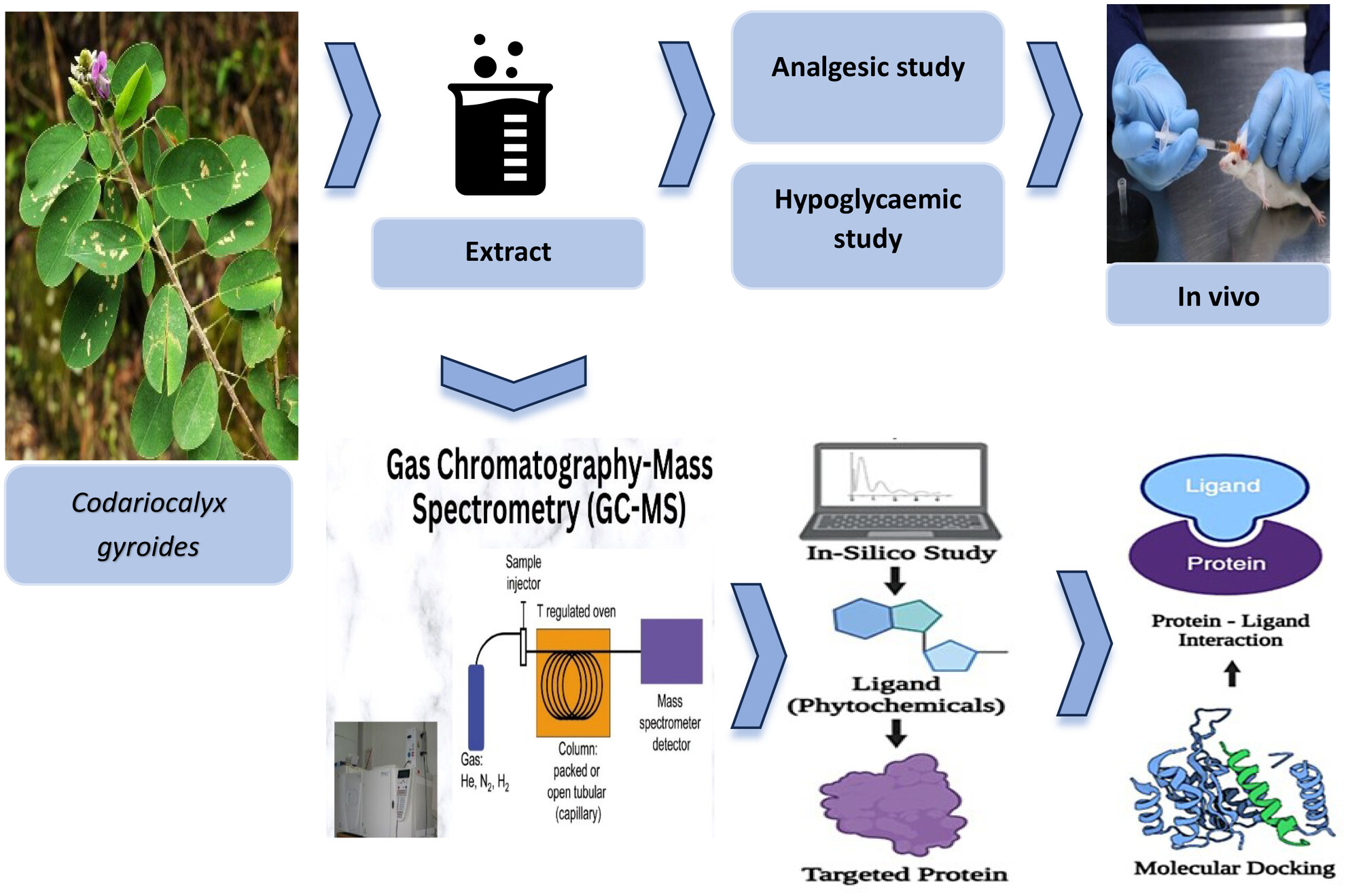 In Vivo and In Silico Evaluation of Analgesic and Hypoglycemic Activities of Methanolic Extract of Codariocalyx gyroids