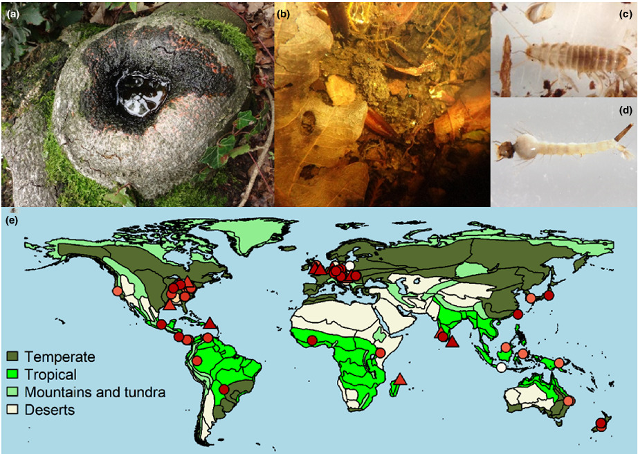 Aquatic islands in the sky: 100 years of research on water-filled tree holes