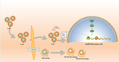 NLRP4 negatively regulates type I interferon response and influences the outcome in anti-programmed cell death protein (PD)-1/PD-ligand 1 therapy