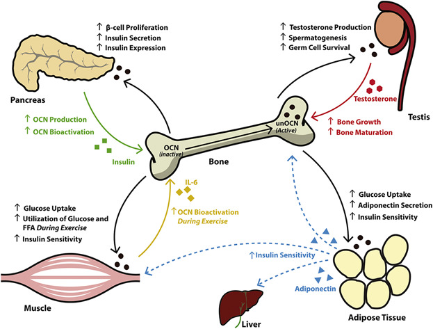 Osteocalcin-dependent regulation of glucose metabolism and fertility: Skeletal implications for the development of insulin resistance
