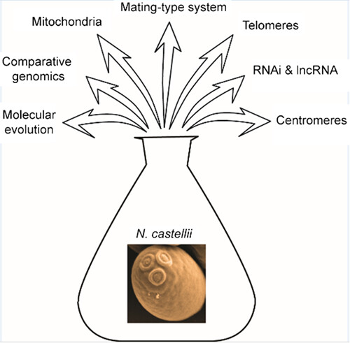 Naumovozyma castellii: an alternative model for budding yeast molecular biology