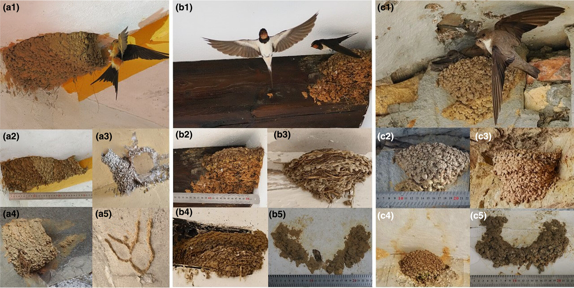 Population monitoring and conservation implications of intra- and interspecific nest occupation rates in swallows