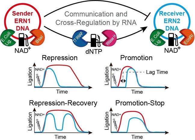 Communication and Cross-Regulation between Chemically Fueled Sender and Receiver Reaction Networks**