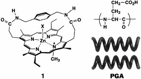 Recognition of the Helical Sense of Polypeptides by a Chiral Metalloporphyrin Receptor