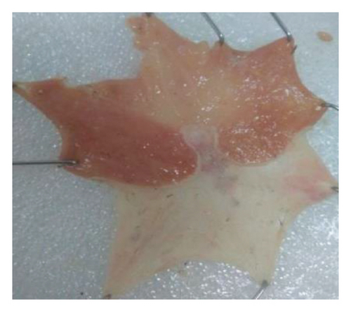 Details are in the caption following the image Details are in the caption following the image