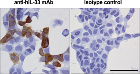 Expression of IL-33 in chronic lesional skin of canine atopic dermatitis