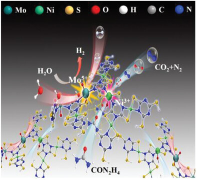 Identifying And Unveiling the Role of Multivalent Metal States for Bidirectional UOR and HER Over Ni, Mo-Trithiocyanuric Based Coordination Polymer