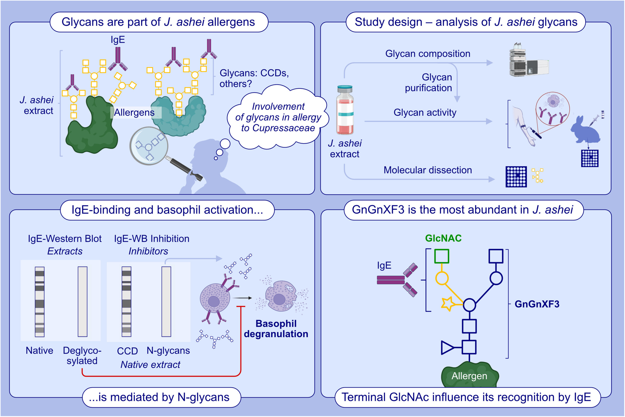 Correlation Between N-Glycan GnGnXF3 and the Allergic Immune Response Against Juniperus ashei Pollen