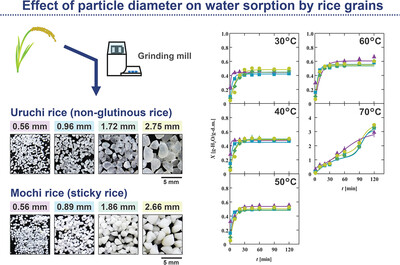 Effect of Particle Diameter on Water Sorption by Rice Grains