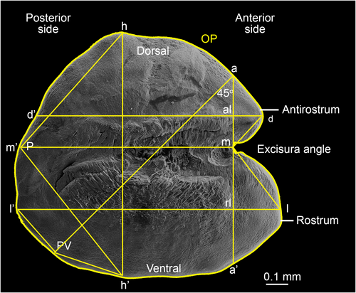 Details are in the caption following the image Details are in the caption following the image