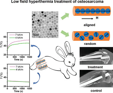 Bone Tumor Suppression in Rabbits by Hyperthermia below the Clinical Safety Limit Using Aligned Magnetic Bone Cement