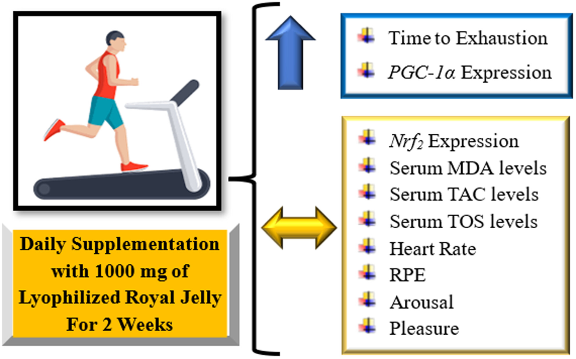 Royal Jelly Supplementation Improves Endurance and Mitochondrial Biogenesis in Athletes: A Crossover Trial