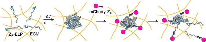 Two-Step Protein Self-Assembly in the Extracellular Matrix