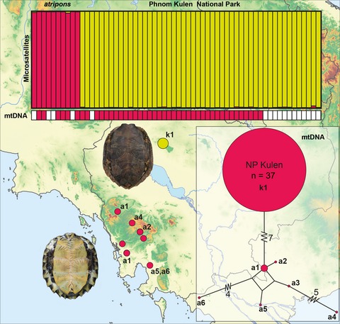 The leaf turtle population of Phnom Kulen National Park (northwestern Cambodia) has genetic and morphological signatures of hybridization