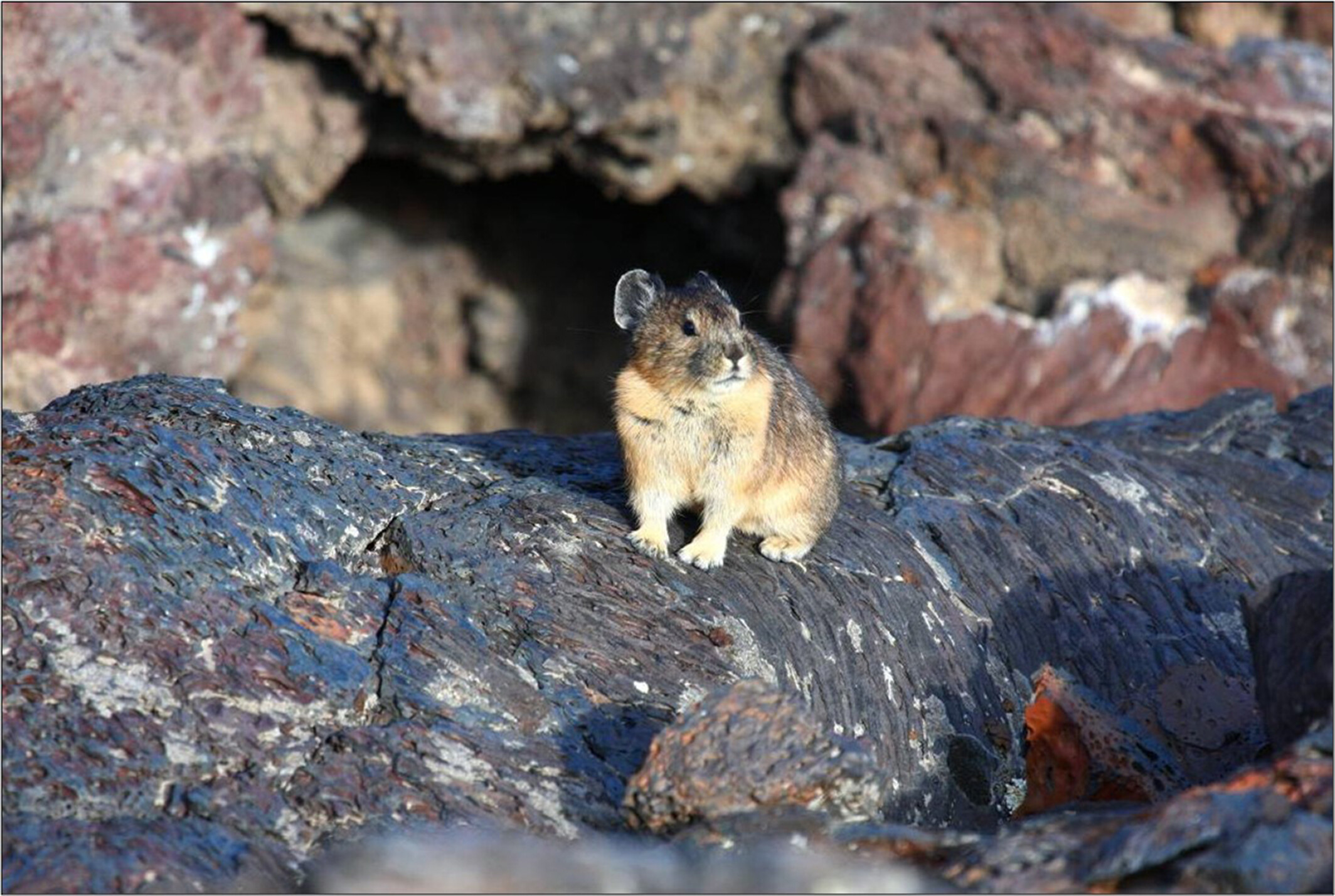 Integrating multiple sign types to improve occupancy estimation for inconspicuous species