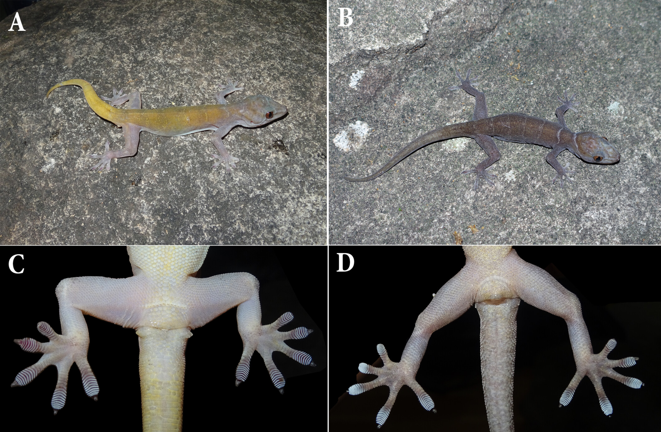 Endemic Creature Under the Risk of Extinction: A Case Study on Gekko badenii in Vietnam 濒危特有物种案例研究:越南 金壁虎 (Gekko badenii)