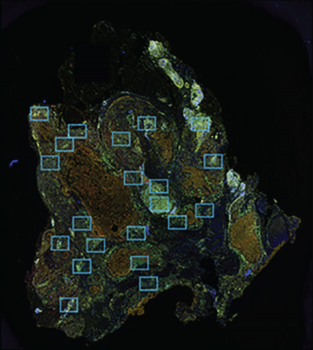 Details are in the caption following the image Details are in the caption following the image