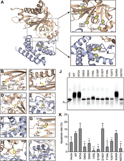 Structural and functional characterization of multiple myeloma associated cytoplasmic poly(A) polymerase FAM46C