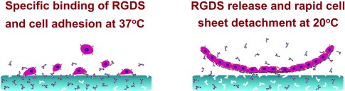 Thermo-Responsive Hydrogel Layers Imprinted with RGDS Peptide: A System for Harvesting Cell Sheets