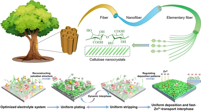 Multifunctional Cellulose Nanocrystals Electrolyte Additive Enable Ultrahigh-Rate and Dendrite-Free Zn Anodes for Rechargeable Aqueous Zinc Batteries