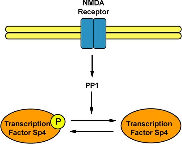Phosphorylation of the transcription factor Sp4 is reduced by NMDA receptor signaling