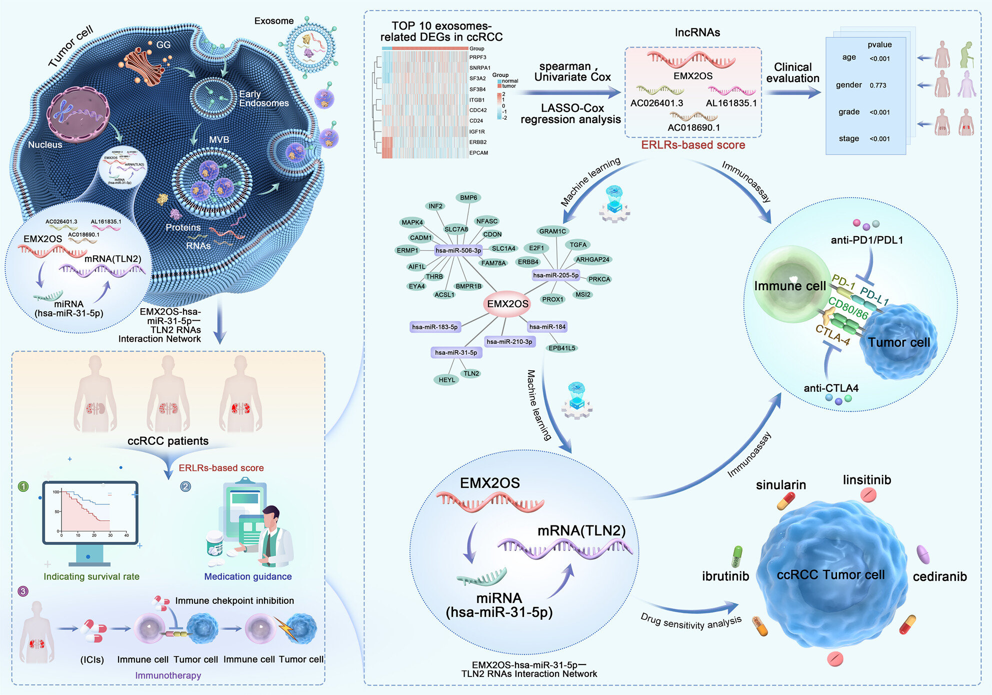 Exosome-related lncRNA score: A value-based individual treatment strategy for predicting the response to immunotherapy in clear cell renal cell carcinoma