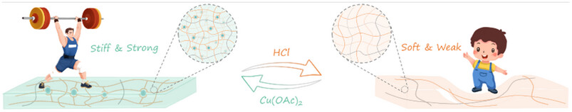 Copper-Coordination Engineered Glassy Hydrogels Featuring Ultrastiffness and Structural Programmability