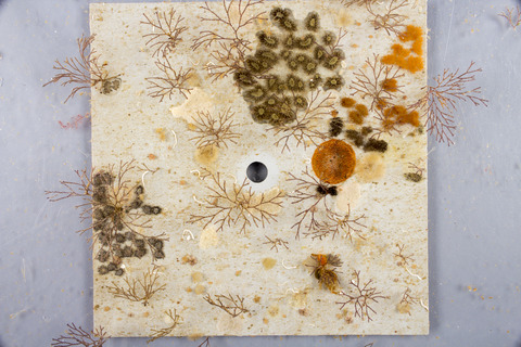 Spatial pattern of distribution of marine invertebrates within a subtidal community: do communities vary more among patches or plots?