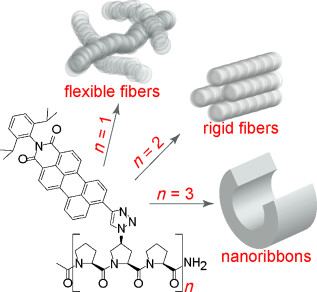 Hierarchical Supramolecular Assembly of Sterically Demanding π-Systems by Conjugation with Oligoprolines