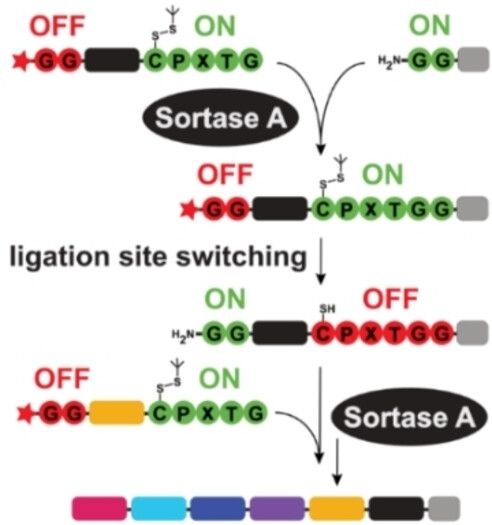 Sortase-vermittelte Multi-Fragment-Kopplung durch Ligationsstellen-Schaltung