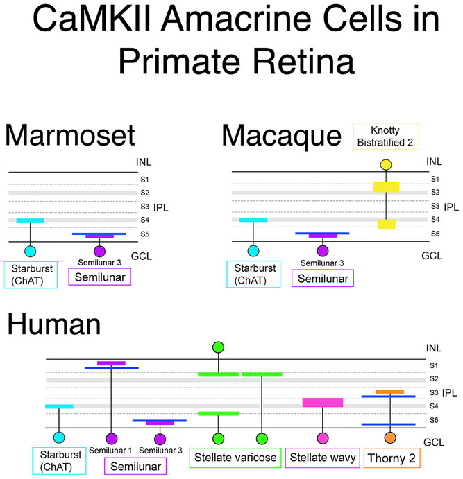 Spatial Distribution and Morphology of CaMKII-Expressing Amacrine Cells in Marmoset, Macaque, and Human Retina Issue 7, 2025