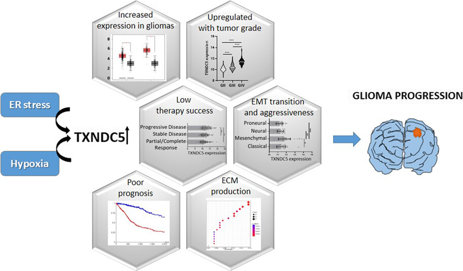 Identification of thioredoxin domain containing family members' expression pattern and prognostic value in diffuse gliomas via in silico analysis