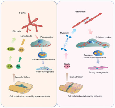 Topographic Cues Guiding Cell Polarization via Distinct Cellular Mechanosensing Pathways
