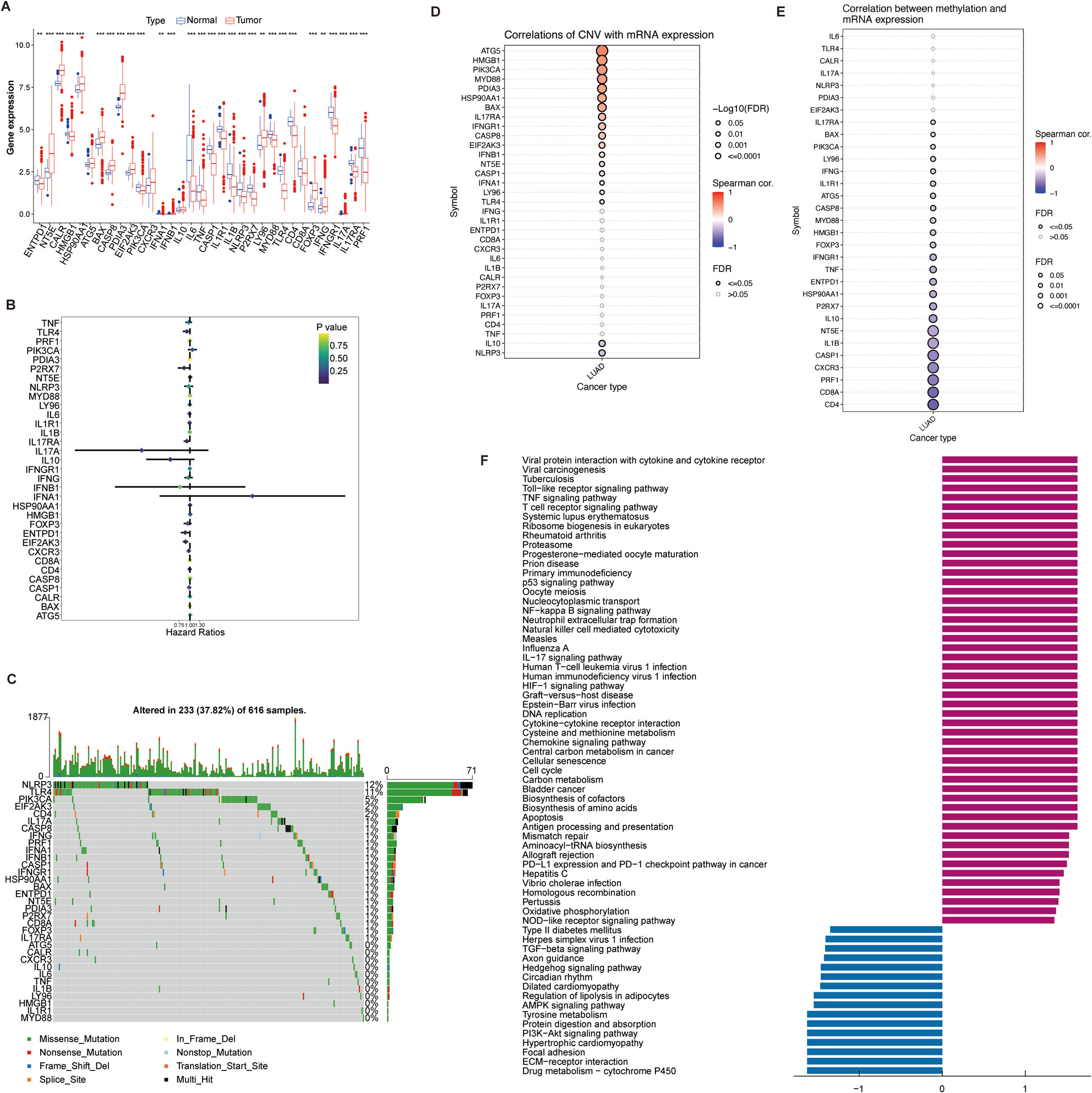 Molecular Subtyping and Therapeutic Targeting of IFNG-Driven Immunogenic Cell Death in Lung Adenocarcinoma