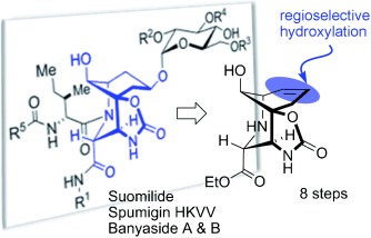 Enantioselective Synthesis of the Core of Banyaside, Suomilide, and Spumigin HKVV