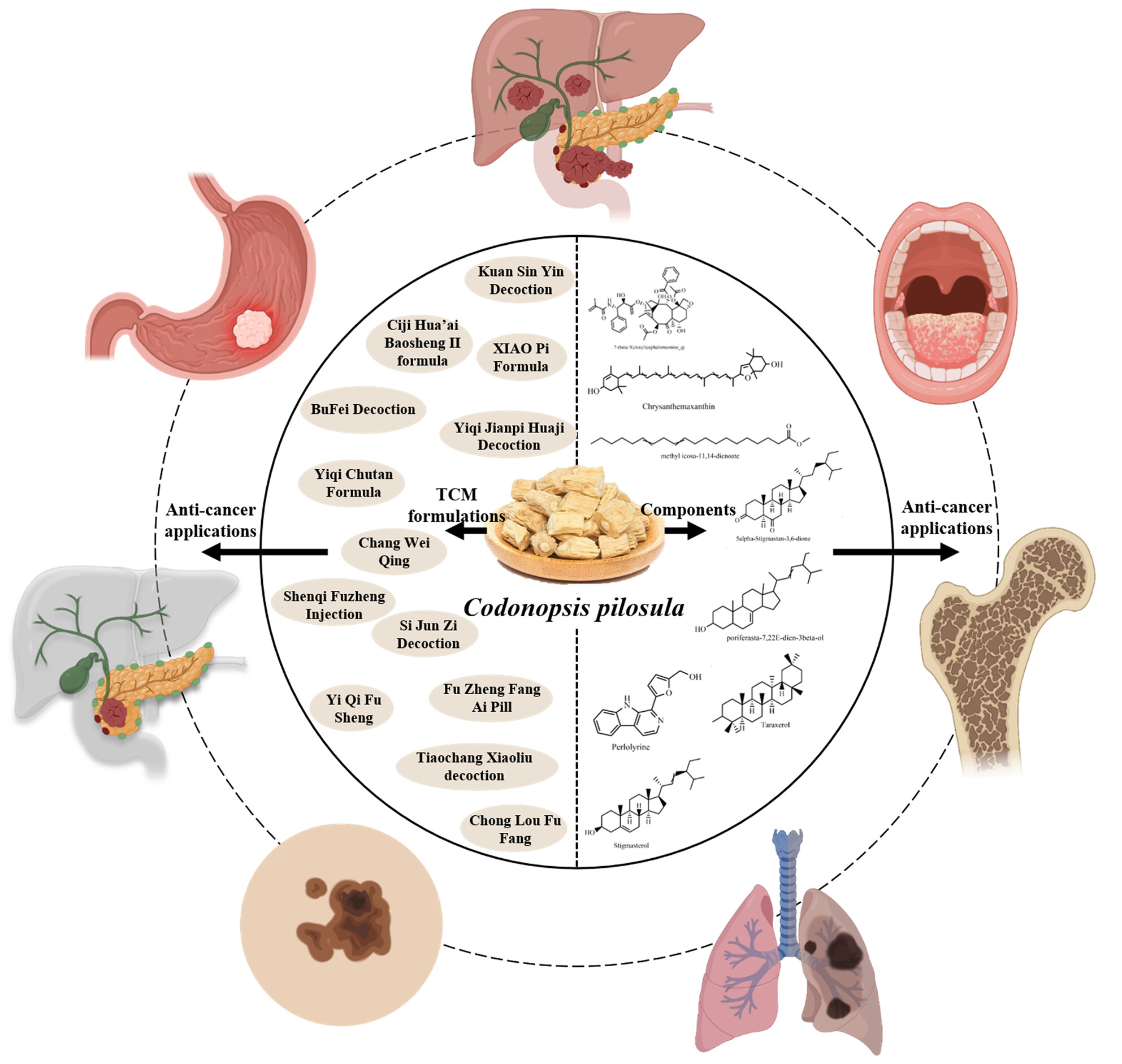 A Systematic Review of the Phytochemical Profile and Potential Medicinal Functions of Codonopsis pilosula in Cancer