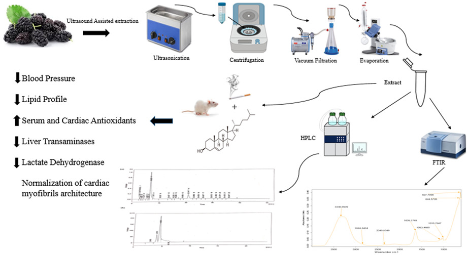 Phytochemical characterization of Morus nigra fruit ultrasound-assisted ethanolic extract for its cardioprotective potential