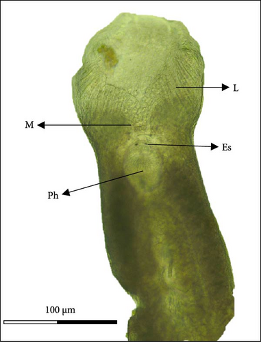 Details are in the caption following the image Details are in the caption following the image
